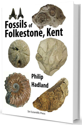 Fossils of Folkestone, Kent